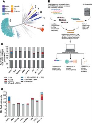 In Silico Analysis Predicts a Limited Impact of SARS-CoV-2 Variants on CD8 T Cell Recognition